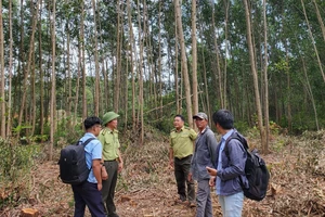 Lực lượng kiểm lâm kiểm tra hiện trường vụ khai thác rừng keo tràm trái phép lòng hồ Vạn Định