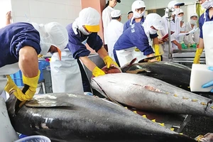 Nhật Bản: Phiên đấu giá cá ngừ đầu năm đạt hơn 114 triệu yen