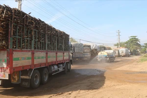 Hàng chục xe chở mía chạy liên tục khiến tuyến đường Ma Lâm - Thuận Minh (tỉnh Bình Thuận) bị xuống cấp nghiêm trọng
