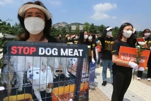 Hàn Quốc: Quốc hội dự kiến biểu quyết dự luật cấm thịt chó