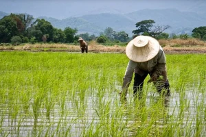 Thái Lan đặt mục tiêu tăng gấp 3 lần thu nhập cho nông dân 