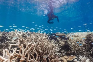 Rạn san hô Great Barrier đang bị tẩy trắng. Ảnh: AToday
