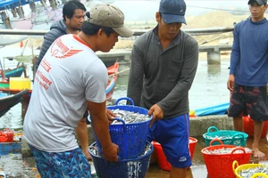 Quảng Bình: Khuyến khích ngư dân phát hiện tàu thuyền chống khai thác IUU 