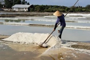 Doanh nghiệp muốn “nâng chất” hạt muối ở Bạc Liêu