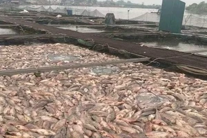 Truy tìm nguyên nhân hơn 300 tấn cá chết dày đặc