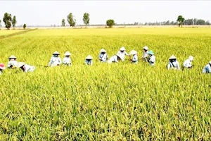 Đề xuất tăng mức hỗ trợ để giữ đất lúa
