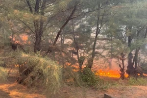 Cháy rừng ven biển, hàng trăm người vẫn đang nỗ lực chữa cháy 