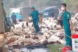 Người dân thu gom và thu mua giúp hàng trăm con dê chết và bị thương sau vụ tai nạn