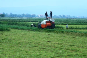 Quảng Bình: Hơn 2.000ha lúa bị lốc ngã rạp
