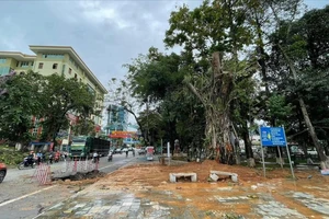 Trồng lại cây đa 100 năm tuổi bị quật đổ ở Hà Giang
