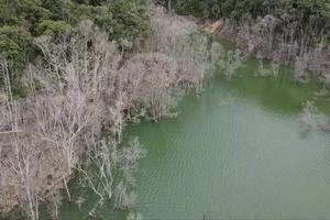 Kon Tum xử lý diện tích rừng chết do thủy điện tích nước 