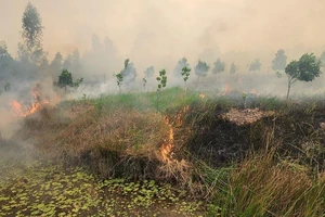 Đám cháy ở Vườn Quốc gia Tràm Chim không ảnh hưởng đến sếu đầu đỏ