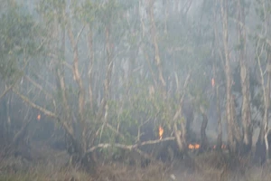 Trồng lại cây tràm bị cháy ở Vườn Quốc gia Tràm Chim