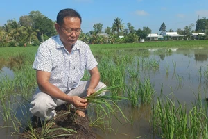 Lúa của nông dân huyện Vị Thủy, tỉnh Hậu Giang gần Dự án đường cao tốc Bắc - Nam bị thiệt hại