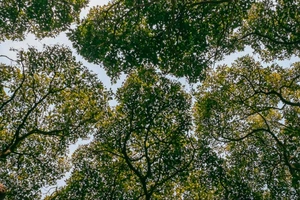 Khoảng không giữa các tán lá của cây sycamore tạo nên sự che chở, cũng phát triển và vươn cao