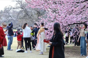 Khách du lịch ngắm hoa anh đào tại Tokyo, Nhật Bản. Ảnh: JAPAN TIMES