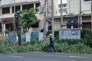 Nhân viên Công ty TNHH MTV Công viên cây xanh TPHCM cắt tỉa cây xanh trên đường Nguyễn Thị Minh Khai, quận 3, TPHCM. Ảnh :MINH HẢI