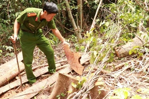 Hiện trường vụ phá rừng ở lô 1C, khoảnh 6, Tiểu khu 687 thuộc thôn Tà Lêng, xã Đakrông