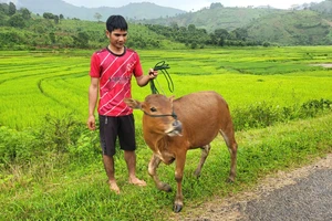 Anh A Định được tặng bò, làm sinh kế vươn lên thoát nghèo