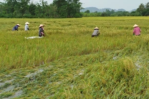 Hối hả cứu lúa, khẩn trương khắc phục sạt lở đường