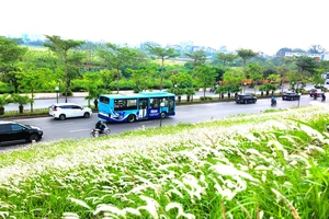 Triền đê Hà Nội bạt ngàn lau trắng