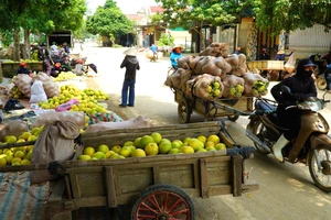 Quả bưởi Phúc Trạch được chở về điểm tập kết chợ bên đường 