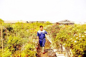 Growers in flower and fruit villages rushed off their feet before Tet