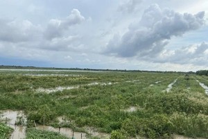 Initiative to rehabilitate 17 hectares of Melaleuca forest