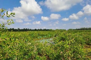 Long An revives 17 hectares of paperbark forest in Lang Sen Wetland Reserve