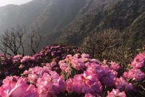 Rhododendron blooms early across northwest forests, hills