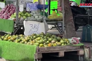 Traders not eager to purchase oranges despite price plummeting to record low