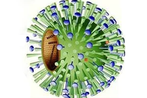 Virus cúm B. Ảnh minh họa