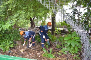 Dọn dẹp rác, tỉa nhánh cây xanh phòng chống sốt xuất huyết tại Cù lao Nguyễn Kiệu, quận 4. Ảnh: CAO THĂNG