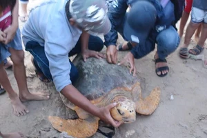 Con rùa biển đang được kiểm tra sức khỏe trước khi được thả về với biển.