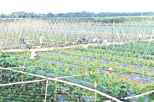 Việt Nam đầu tư công nghệ vào Campuchia phát triển nông nghiệp