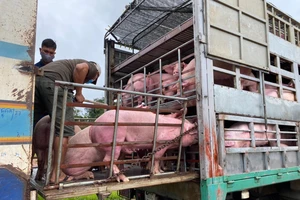 Thêm 1.000 con heo thịt từ Thái Lan nhập về Đồng Nai
