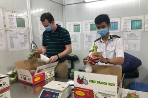Trái cây tươi Việt Nam chuẩn bị tiếp tục xuất khẩu sang Hoa Kỳ