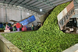 Hoàng Anh Gia Lai đầu tư hơn 1.850 tỷ đồng trồng cây ăn quả kết hợp nuôi heo
