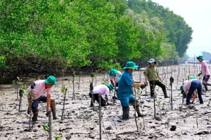 C.P. Việt Nam trồng 3,2ha rừng ngập mặn tại tỉnh Đồng Nai