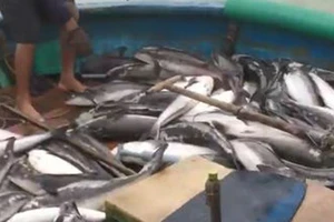 Cá vớt lên chạy lũ của ngư dân Quảng Ngãi bán không ai mua