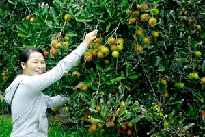 Người dân Quảng Ngãi được mùa trái cây