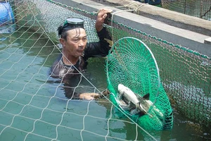 Đề nghị hỗ trợ 9,2 tỷ đồng chuyển đổi nghề nghiệp cho người nuôi cá bớp bị chết cảng Dung Quất