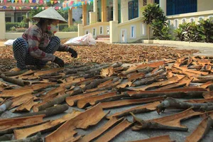 Quảng Ngãi: Dân đổ xô trồng quế