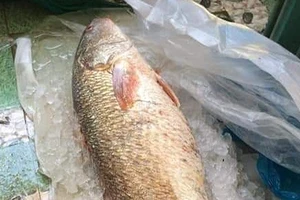  Một ngư dân bắt được cá sủ vàng 5kg