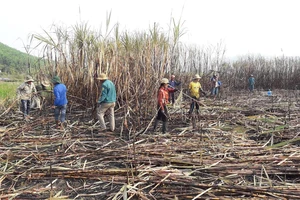 Thanh niên giúp dân thu hoạch mía bị lửa thiêu rụi 