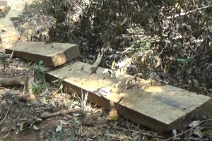 Quảng Ngãi: Kiểm tra, xử lý vụ rừng phòng hộ đầu nguồn suối Trà Veo bị tàn phá