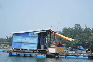 Giải quyết dứt điểm nuôi cá lồng bè tự phát tại khu vực biển và sông Trà Bồng (Quảng Ngãi)