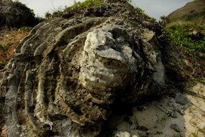 Vận chuyển san hô hóa thạch niên đại 5.000 - 6.000 năm tuổi lên gần Hang Câu