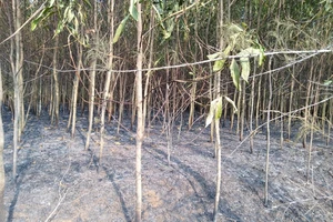 Lại xảy ra liên tiếp 2 vụ cháy rừng tại huyện Bình Sơn