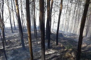 Quảng Ngãi: Cháy gần 15 ha do sơ suất đốt rẫy